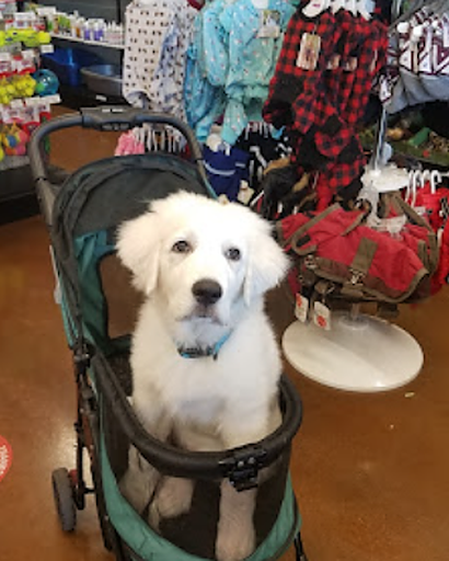 Pet Store «Choice Pet Market», reviews and photos, 20028 N 67th Ave, Glendale, AZ 85308, USA