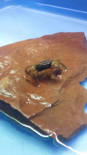 Tropical Fish Store «Magic Isle Aquarium», reviews and photos, 2350 Middle County Road​, Centereach, NY 11720, USA