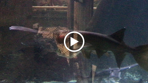 Aquarium «Audubon Aquarium of the Americas», reviews and photos, 1 Canal St, New Orleans, LA 70130, USA