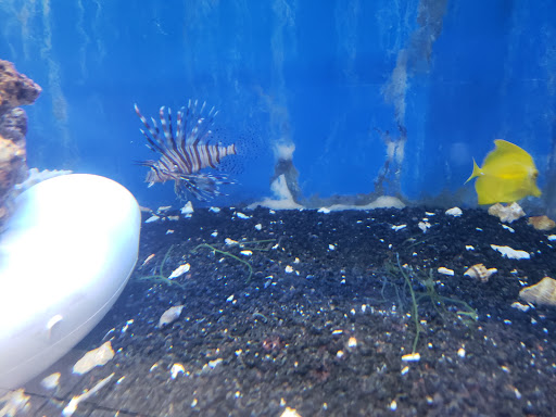 Tropical Fish Store «Coral Reef Aquariums», reviews and photos, 8416 N Armenia Ave, Tampa, FL 33604, USA