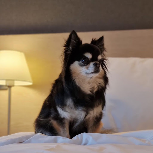 Pet Supply Store «Pet Supplies Plus», reviews and photos, 12407 MoPac Expy 525 - B, Austin, TX 78758, USA