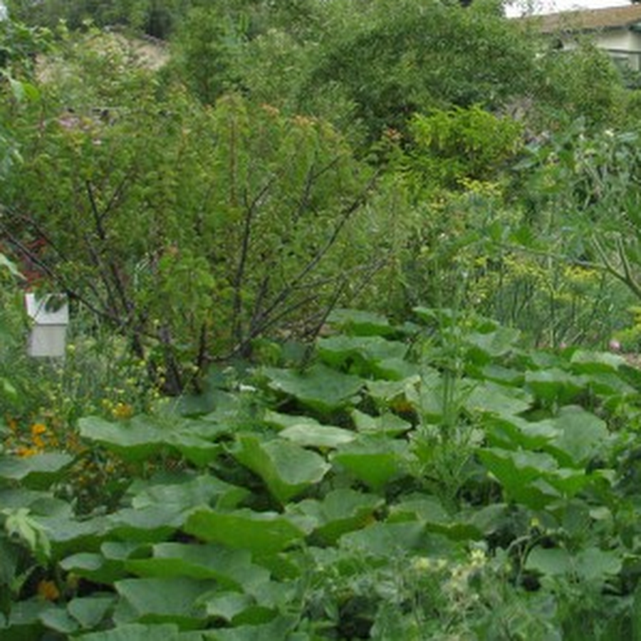 Finch Frolic Garden