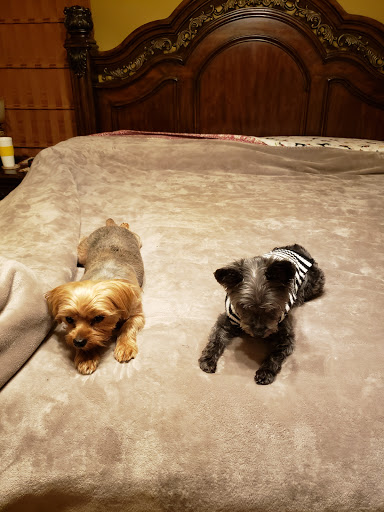 Pet Supply Store «PetSmart», reviews and photos, 1038 Crossings Blvd, Spring Hill, TN 37174, USA