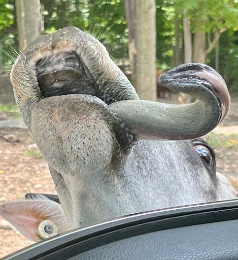 Restaurant «Hidden Valley Animal Adventure», reviews and photos, 2887 Royce Rd, Varysburg, NY 14167, USA