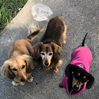 Marina's Pet Care - Photo 6 - Car repair in Santa Rosa, CA, Santa Rosa