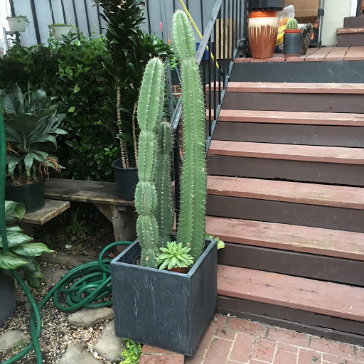 Wholesale Florist «Urban Jungle», reviews and photos, 2603 Sherman Ave NW, Washington, DC 20001, USA