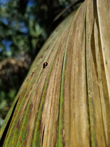 Park «A.D. (Doug) Barnes Park», reviews and photos, 3401 SW 72nd Ave, Miami, FL 33155, USA