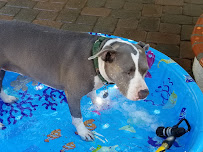 Uncle Jeff's Pet Sitting & More - Photo 4 - Car repair in Canoga Park, CA, Los Angeles