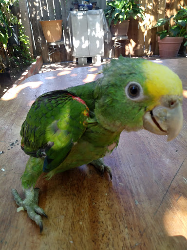 Pet Store «Inez Pet Shop», reviews and photos, 3825 Whittier Blvd, Los Angeles, CA 90023, USA