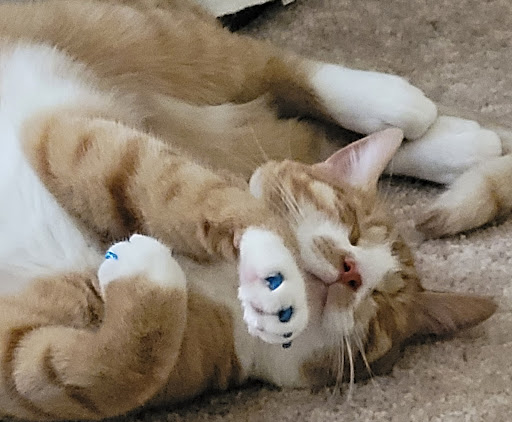 Pet Supply Store «PetSmart», reviews and photos, 13764 W Bell Rd, Surprise, AZ 85374, USA