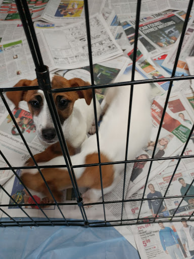 Pet Store «Pet Valu», reviews and photos, 1301 W Skippack Pike, Blue Bell, PA 19422, USA