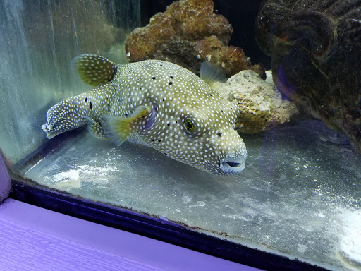 Pet Store «Pet World», reviews and photos, 891 Harriman Pl, San Bernardino, CA 92408, USA