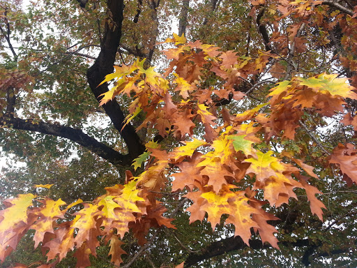 Park «Powell Park», reviews and photos, SE 26th Ave & Powell Blvd, Portland, OR 97202, USA