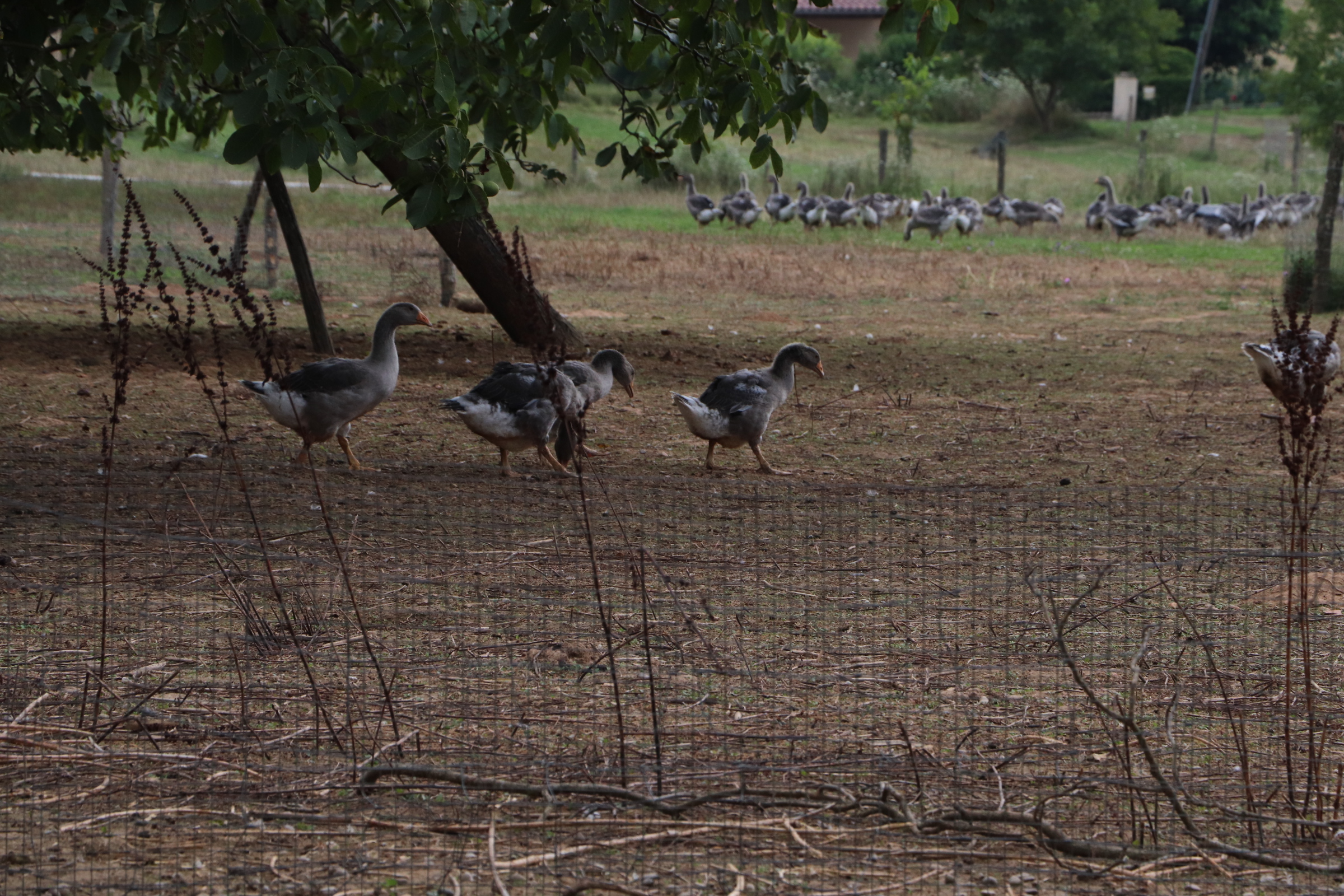 Photo n° 13 de l'avis de Ladislav.r fait le 13/08/2021 à 19:42