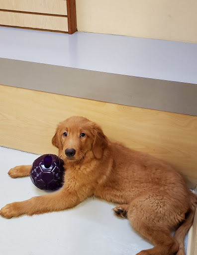 Pet Store «Pet Express», reviews and photos, 100 Independence Way, Danvers, MA 01923, USA