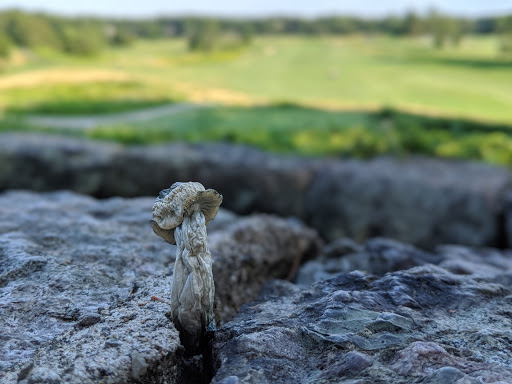 Golf Course «William J. Devine Golf Course at Franklin Park», reviews and photos, 1 Circuit Dr, Dorchester, MA 02121, USA