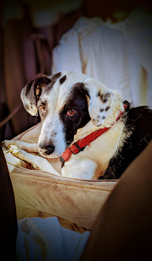 Caro Veterinary Clinic image