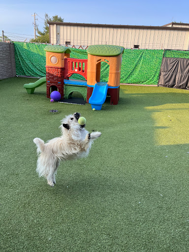 Pinnacle Pets Play & Stay