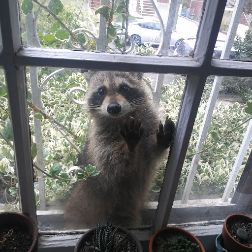 Park «Forest Park Carousel», reviews and photos, Forest Park Dr, Woodhaven, NY 11421, USA