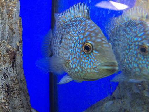 Aquarium Shop «Wet Pets by Steve», reviews and photos, 504 W Main St, Norman, OK 73069, USA