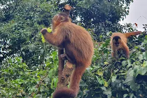Bosque dos Macacos image