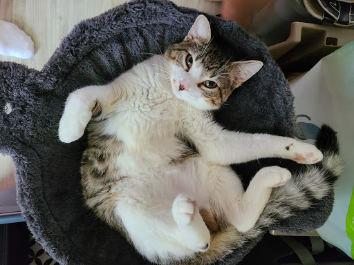 Animal Shelter «SPCA of Brazoria County», reviews and photos