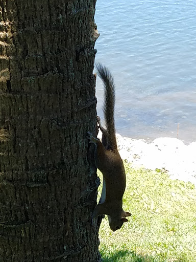 Park «Cranes Roost Park», reviews and photos, 274 Cranes Roost Blvd, Altamonte Springs, FL 32701, USA