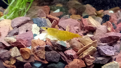 Pet Store «Pet Town», reviews and photos, 7804 Florence Ave, Downey, CA 90240, USA