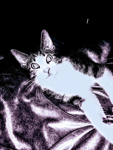 Pet Supply Store «Pet Supplies Plus», reviews and photos, 1354 Ety Rd NW, Lancaster, OH 43130, USA