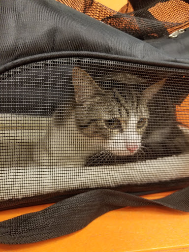 Pet Supply Store «PetSmart», reviews and photos, 2141 N Rose Ave, Oxnard, CA 93036, USA