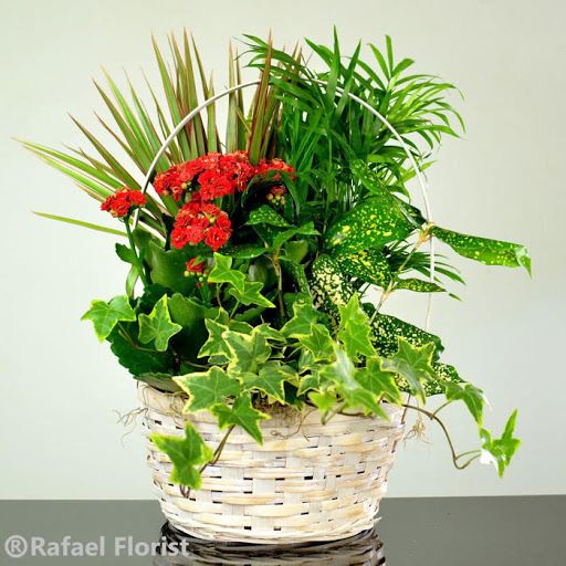 Florist «Rafael Florist», reviews and photos, 891 4th St, San Rafael, CA 94901, USA