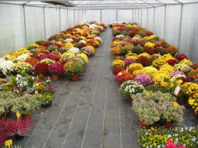 COMBESCURE HORTICULTURE à Thiers