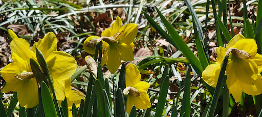 Park «Cleveland Park», reviews and photos, Cleveland Park Drive & East Washington, Greenville, SC 29601, USA