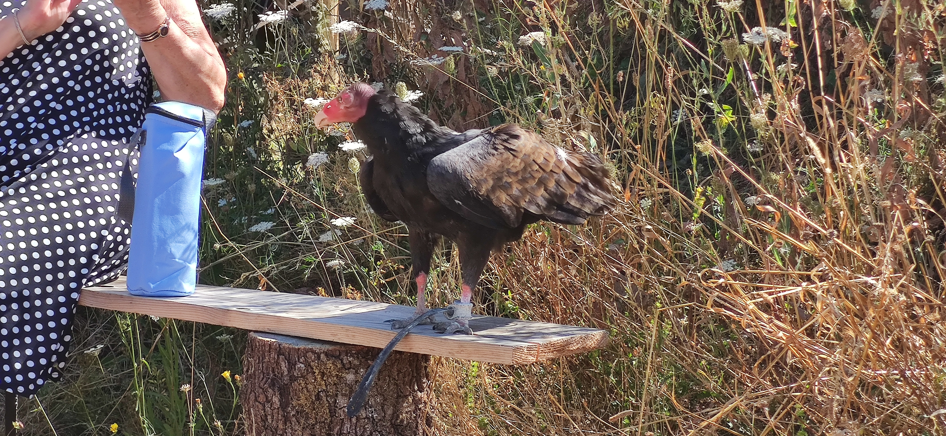 Photo n° 1 de l'avis de blanc.l fait le 13/08/2020 à 11:47