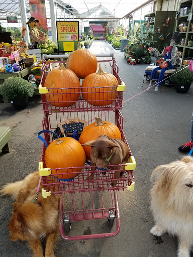 Garden Center «Pike Nurseries», reviews and photos, 615 W Crossville Rd, Roswell, GA 30075, USA