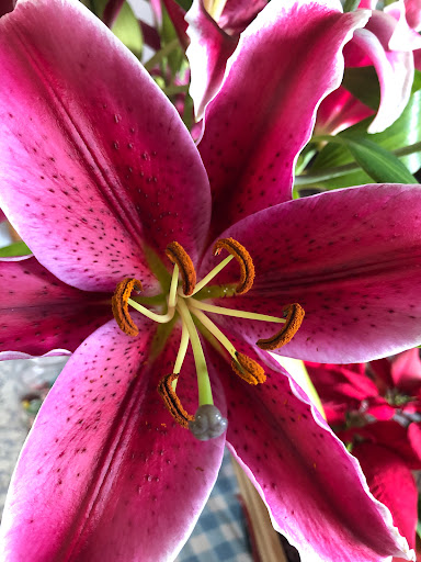 Grocery Store «Spencer Fresh Market», reviews and photos, 2650 Main St, Morro Bay, CA 93442, USA