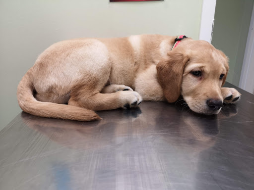 Leslie Street Animal Hospital image