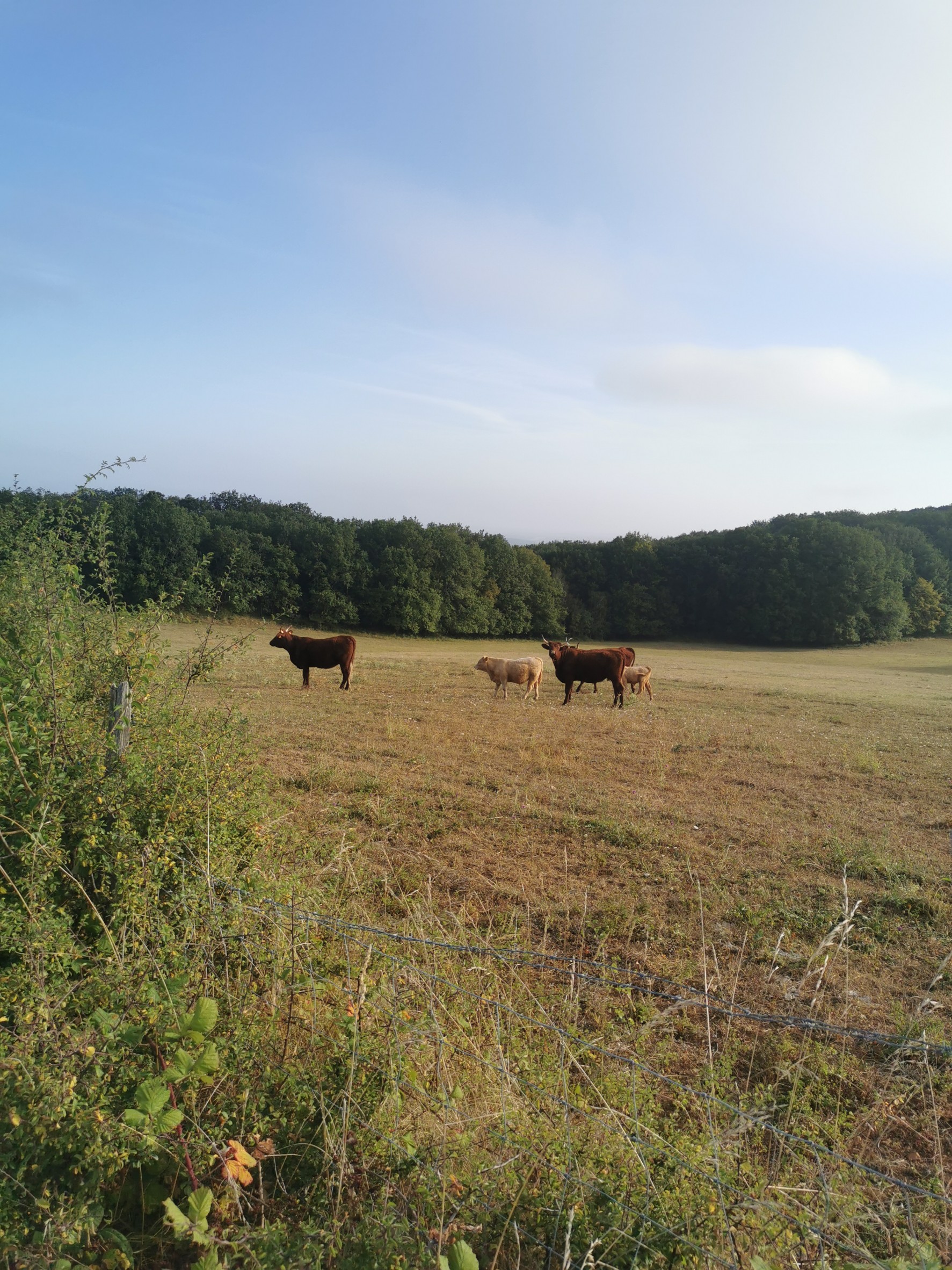 Photo n° 1 de l'avis de Edouard.e fait le 15/08/2023 à 12:24