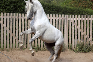 Photo n°12 de Céline Corredoira Comportementaliste, Ethologue, éducatrice canin à Vernou-sur-Brenne ()
