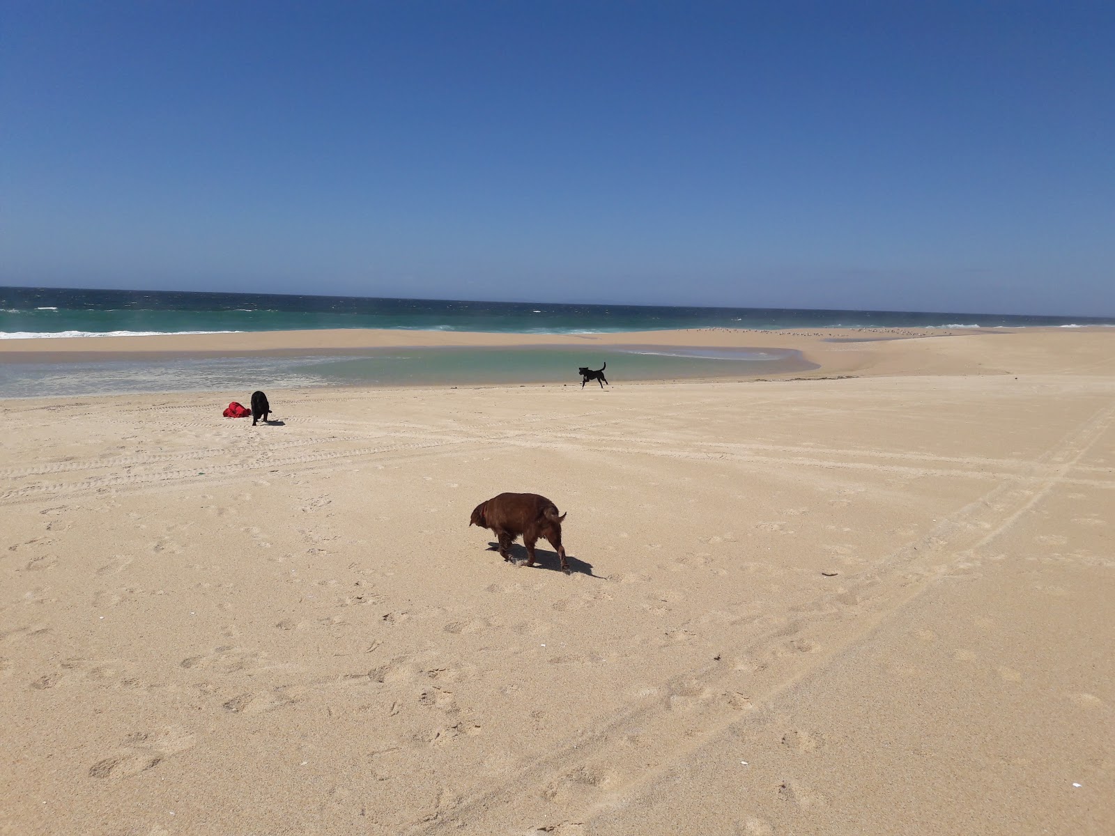 Photo de Praia do Lago - bon endroit convivial pour les animaux de compagnie pour les vacances