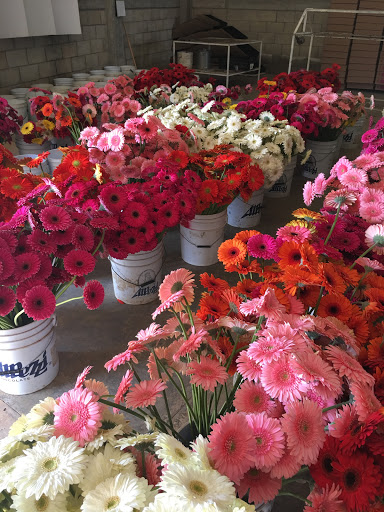 PÉREZ-FLOWERS – San Miguel