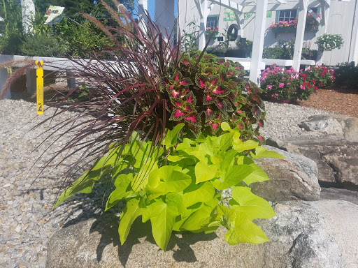 Florist «Colonial Flower Shoppe», reviews and photos, 611 Main St, Somers, CT 06071, USA