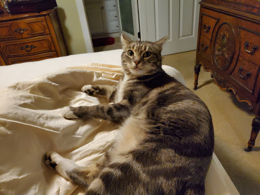 Pet Supply Store «Unleashed by Petco», reviews and photos, 2643 Tapo Canyon Rd c, Simi Valley, CA 93063, USA