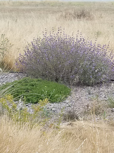 Public Golf Course «Shoreline Golf Links», reviews and photos, 2940 N Shoreline Blvd, Mountain View, CA 94043, USA