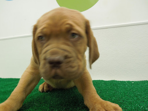 Pet Store «Pet Luv Pet Center», reviews and photos, 8057 S Cicero Ave, Chicago, IL 60652, USA