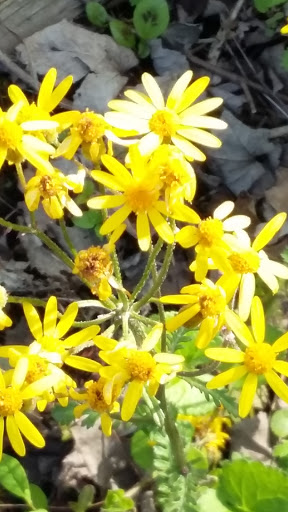 Nature Preserve «Al Sabo Land Preserve», reviews and photos, 6310 Texas Dr, Kalamazoo, MI 49009, USA