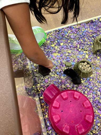 Pet Store «Petland Las Vegas», reviews and photos, 8800 W Charleston Blvd #3, Las Vegas, NV 89145, USA