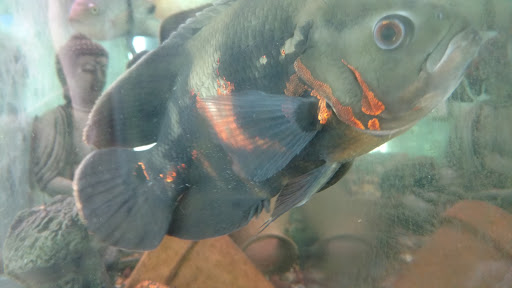 Tropical Fish Store «Tropical Treasures», reviews and photos, 2212 E Platte Ave, Colorado Springs, CO 80909, USA