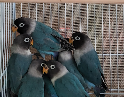 Pet Store «Louis Birds Pets & Supplies», reviews and photos, 80 Keyes St, San Jose, CA 95122, USA