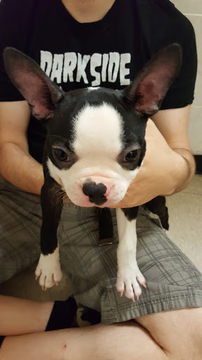 Pet Store «The Puppy Store», reviews and photos, 1163 Merrick Ave, Merrick, NY 11566, USA